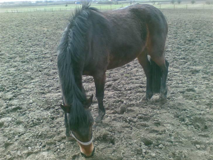 Connemara Tiffany - Fold;D billede 1