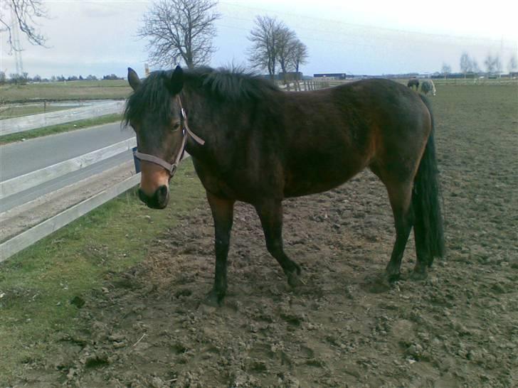 Connemara Tiffany - På fold billede 2