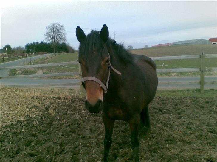 Connemara Tiffany - På fold billede 3