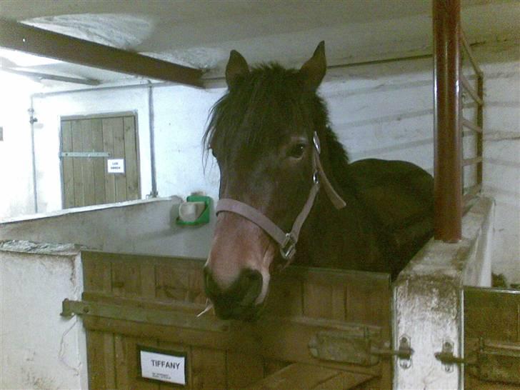 Connemara Tiffany - I boksen billede 4