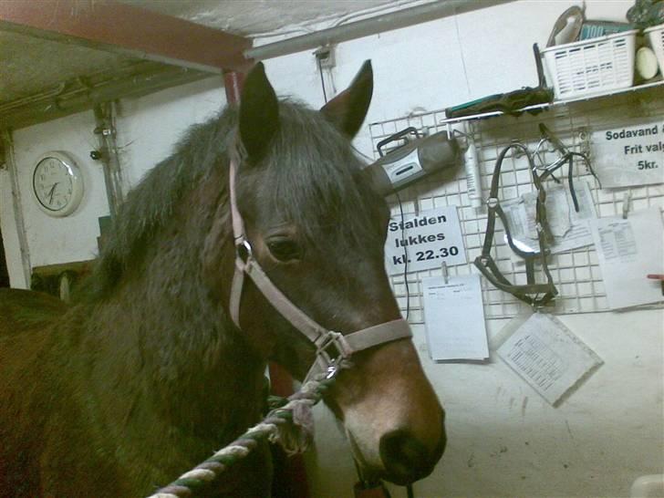 Connemara Tiffany - På staldgangen billede 5