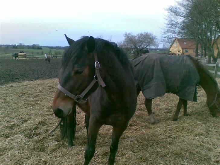 Connemara Tiffany - På folden ;D billede 6