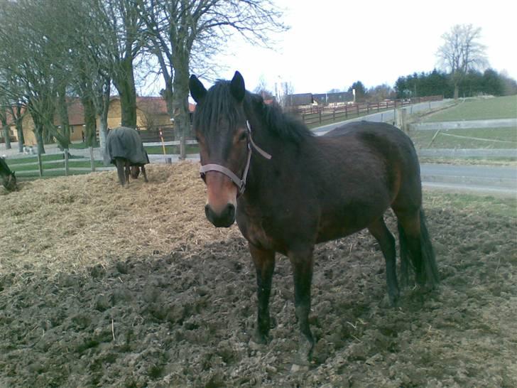 Connemara Tiffany - Fold billede 7
