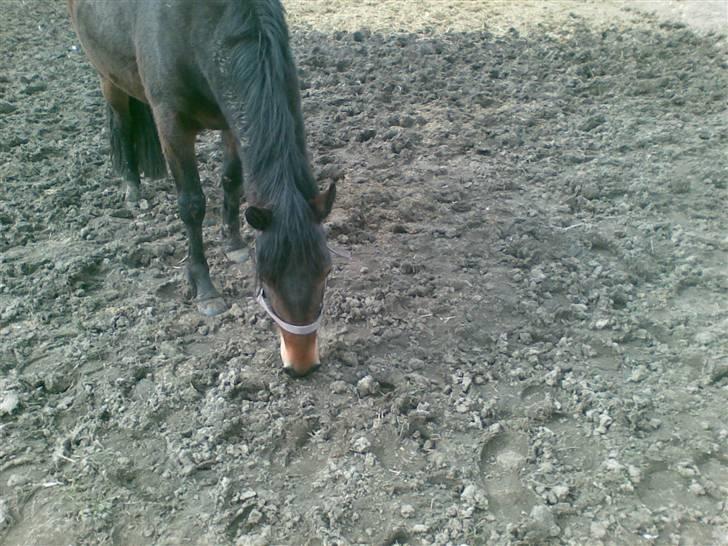 Connemara Tiffany - Mon der er noget der kan spises? billede 8