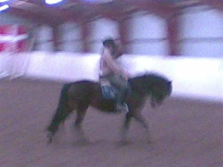 Connemara Tiffany - Dressur... Undskyld kvali. billede 9