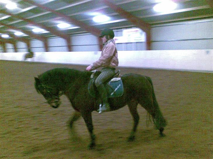 Connemara Tiffany - Dressur billede 10