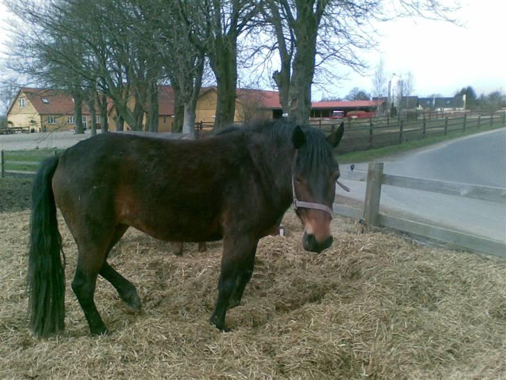 Connemara Tiffany - På fold billede 11