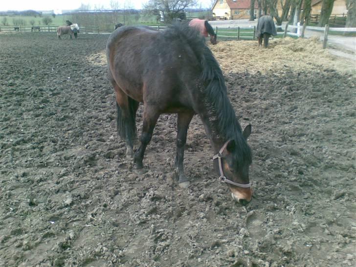 Connemara Tiffany - Fold billede 12