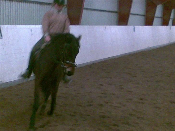 Connemara Tiffany - Dressur billede 13