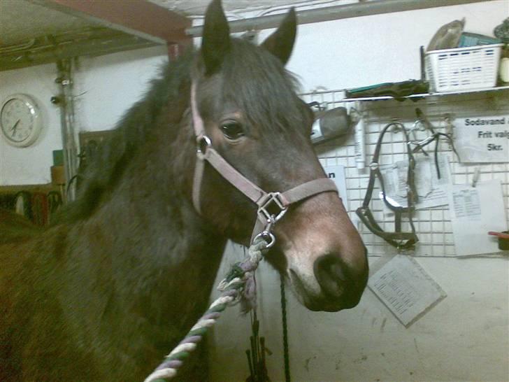 Connemara Tiffany - På staldgangen billede 14