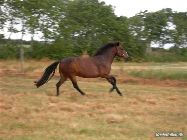 Connemara Tiffany - Tiffany i fuld fart ved hendes nye ejer billede 15
