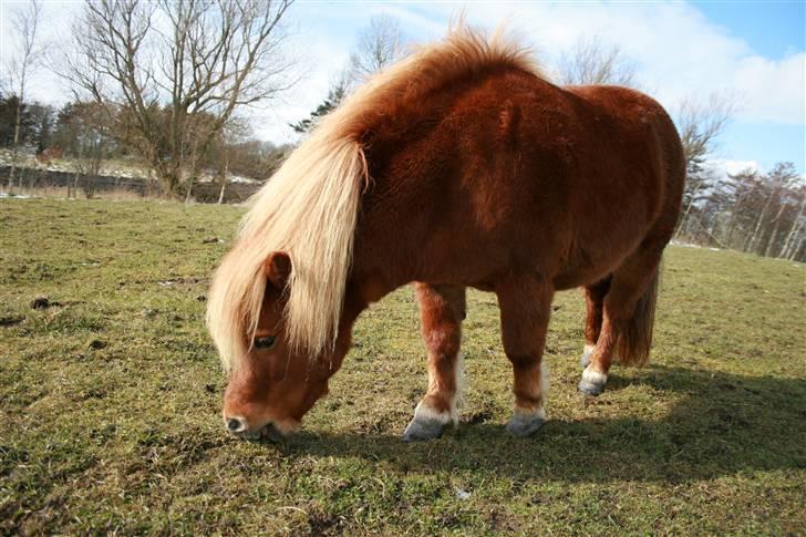 Shetlænder Becca R.I.P :'( - marts 2008 - billedet taget af mor billede 20