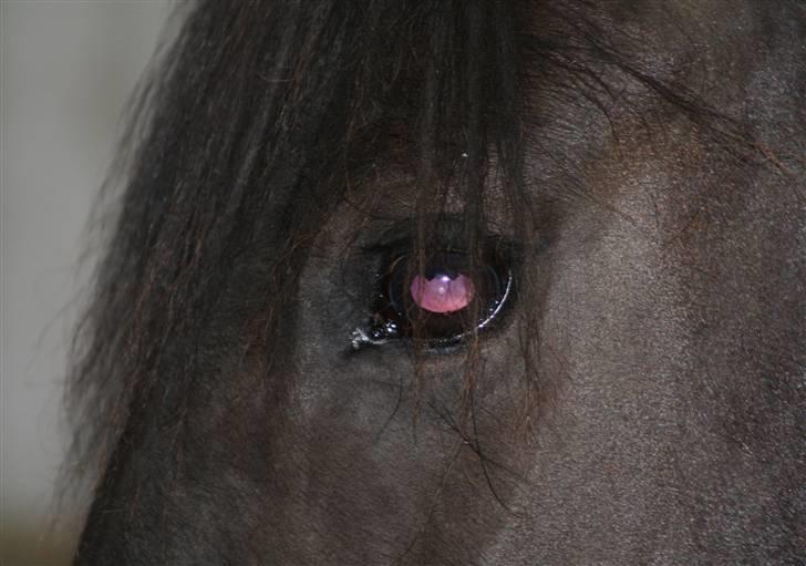 Frieser Nardia - Fotograf: Stig Hansen billede 3