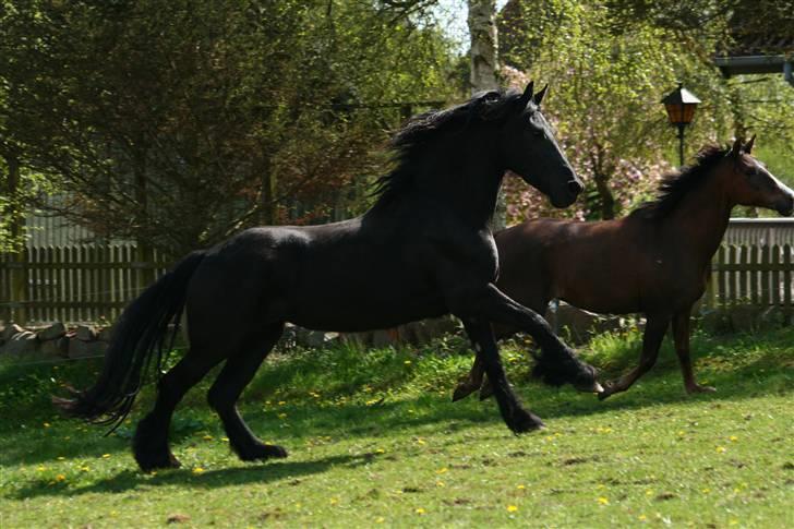 Frieser Nardia - Fotograf: Anne Cecilie Gormsen billede 4