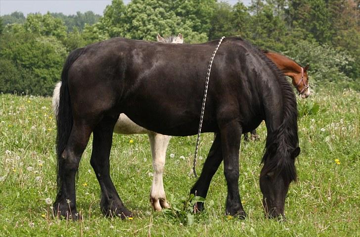 Frieser Nardia - Fotograf: MiTho´s billede 7