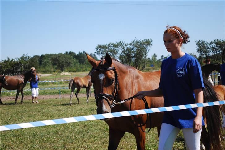 DSP Nørlunds Eliza (Solgt) - Flotte inde og gå på ring :D billede 4