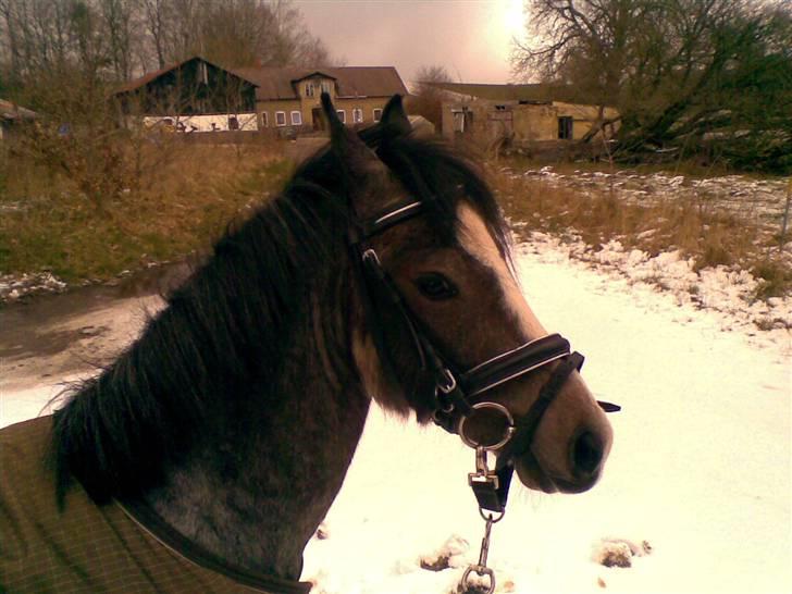 Welsh Pony (sec B) Myandor  - på tur i sneen billede 6