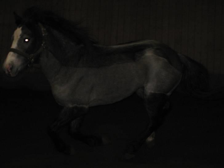 Welsh Pony (sec B) Myandor  - hov står du der?! se min mørke vinterpels billede 7