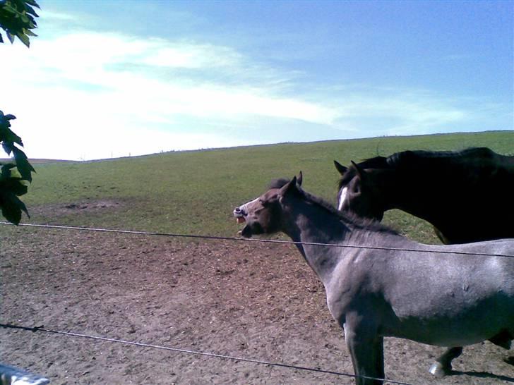 Welsh Pony (sec B) Myandor  - gab... hvor er jeg træt af alle de billeder billede 8