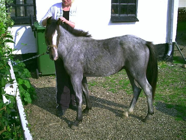 Welsh Pony (sec B) Myandor  - så skulle jeg have ordnet manen. den var ikke så pæn billede 10