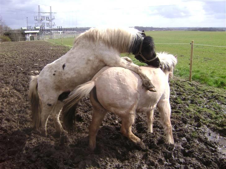 Pinto lucky R.I.P - min lille pony er forelsket;-P billede 13