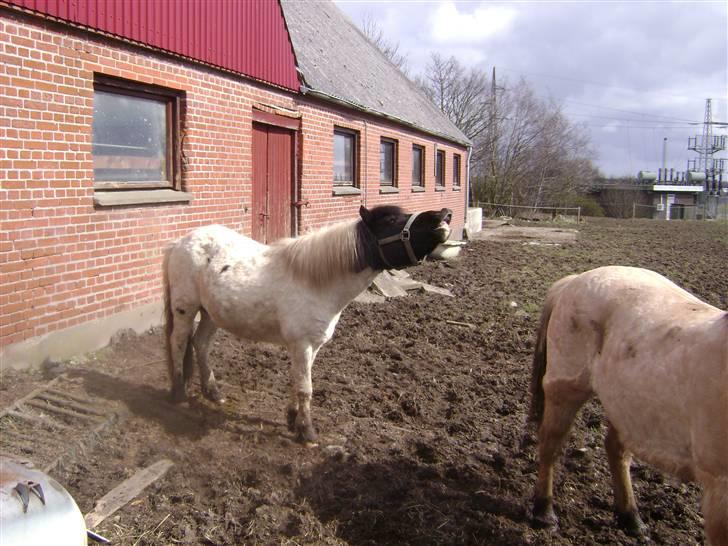 Pinto lucky R.I.P billede 14