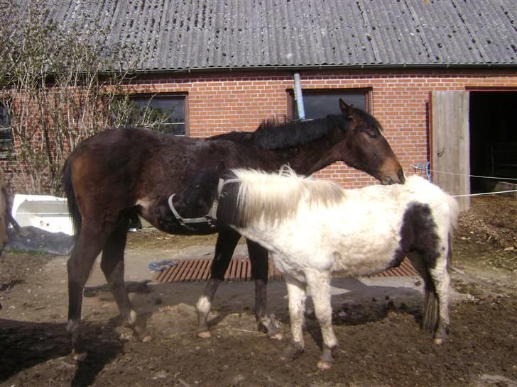 Pinto lucky R.I.P - ponyen er kærlig sammen med følle billede 15