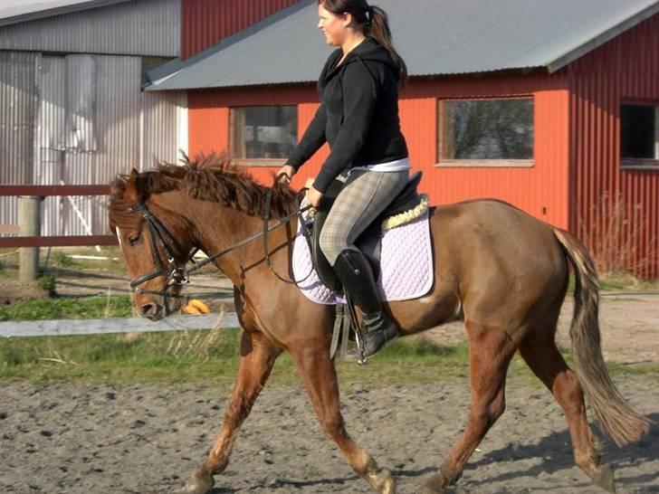 New Forest Beethoven >>SOLGT<< billede 14