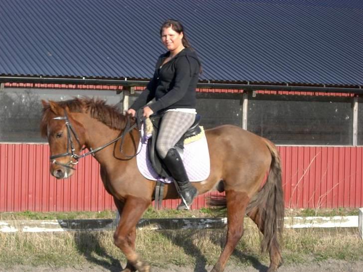 New Forest Beethoven >>SOLGT<< billede 15