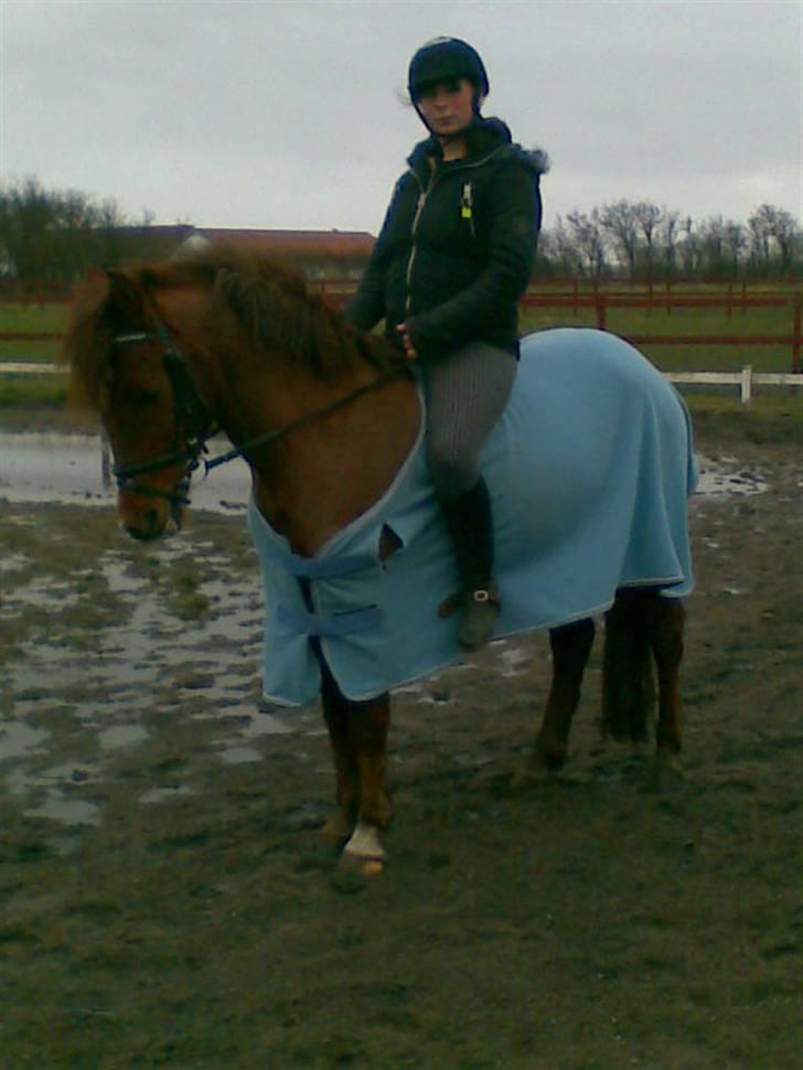 New Forest Beethoven >>SOLGT<< billede 16