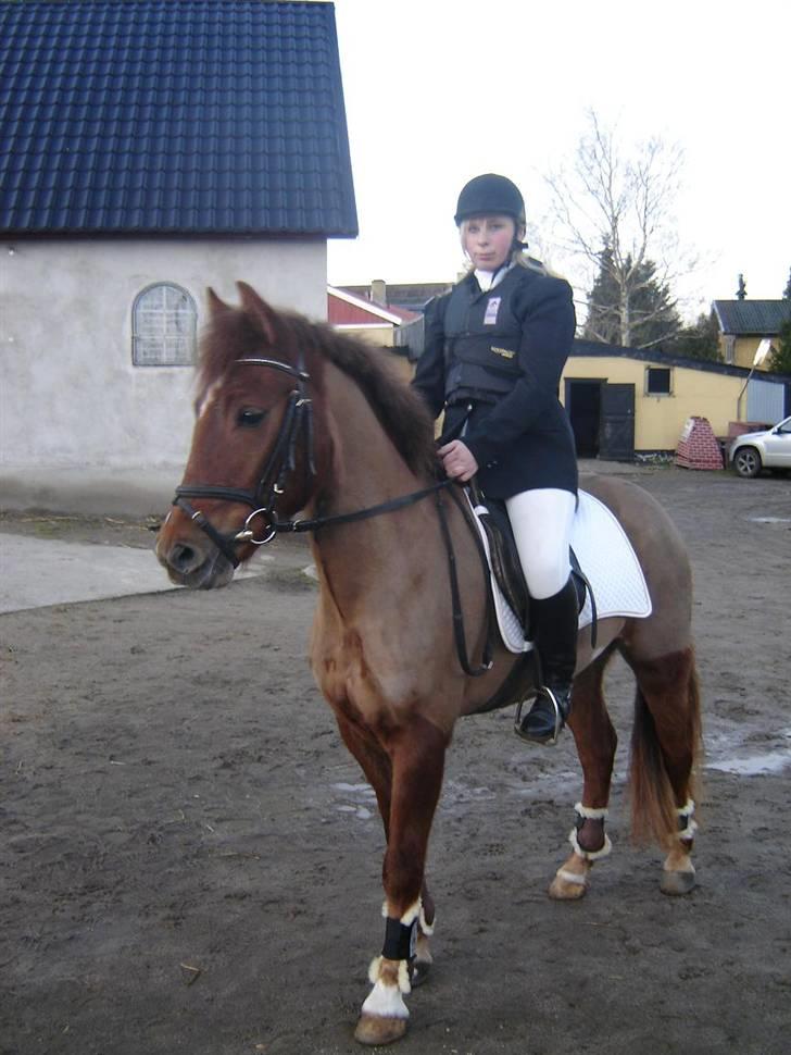 New Forest Beethoven >>SOLGT<< billede 17