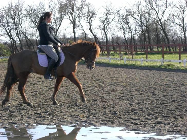 New Forest Beethoven >>SOLGT<< billede 18