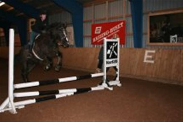 Anden særlig race Gambler - 11# også anden spring time på kæmpe spring hesten.. ca 70cm. billede 11