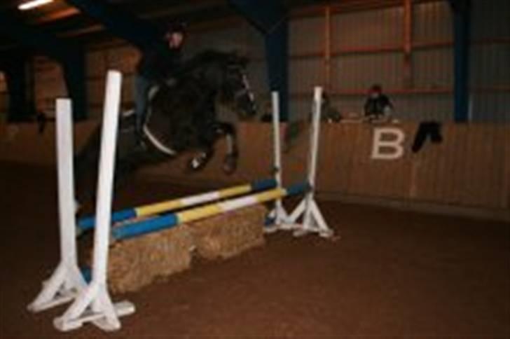 Anden særlig race Gambler - 12# spring hesten som kan gå dressur hehe billede 12