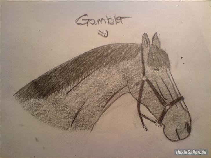 Anden særlig race Gambler - 13# Bedste veninde har tegnet ham<3 billede 13