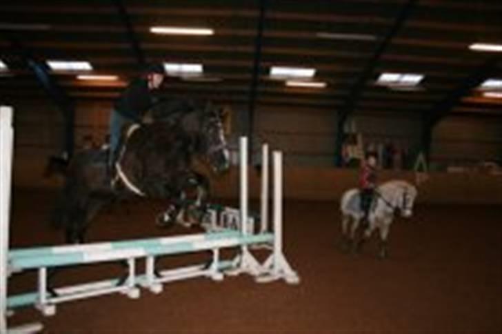 Anden særlig race Gambler - 14# Dejlig spring hest! ca. 75. billede 14