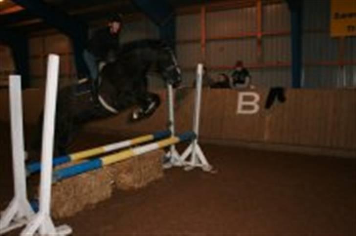 Anden særlig race Gambler - 15# Ja godt spring han var mester den dag!<3 billede 15