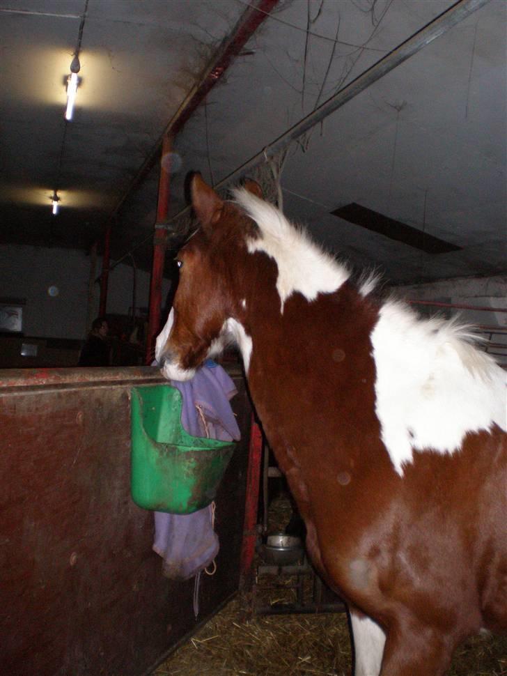 Pinto Pancho - Solgt <3 billede 14