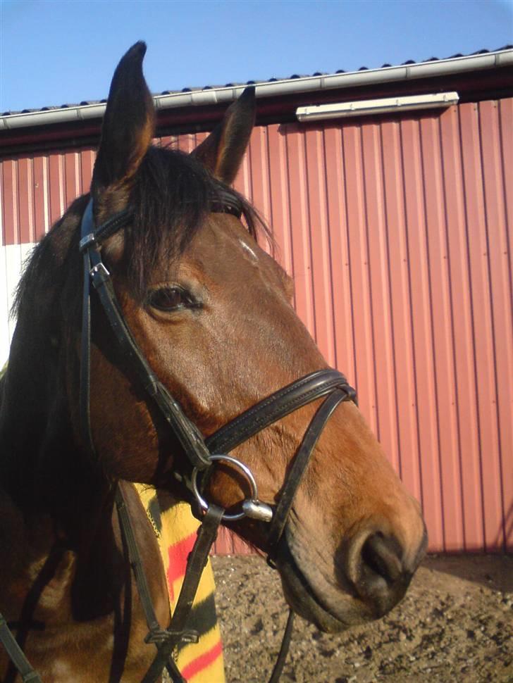 Dansk Varmblod Ørstedlunds Lemon billede 8