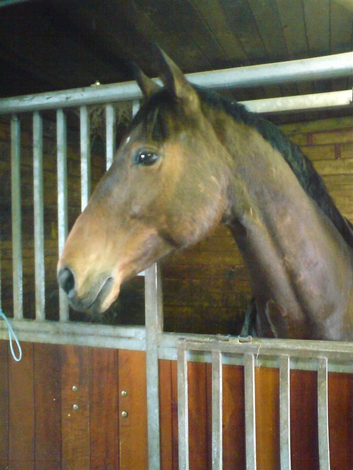 Dansk Varmblod Ørstedlunds Lemon billede 9