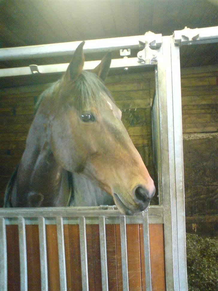 Dansk Varmblod Ørstedlunds Lemon billede 10