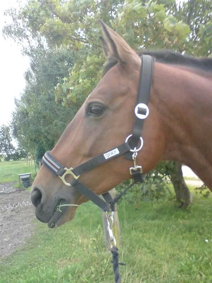 Dansk Varmblod Ørstedlunds Lemon billede 11