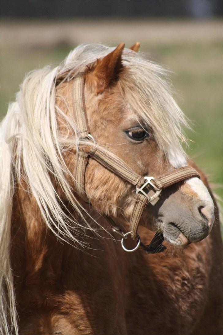 Welsh Mountain (sec A) Stendyssens Lopi R.I.P billede 2