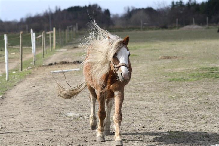 Welsh Mountain (sec A) Stendyssens Lopi R.I.P - kommer galoperende billede 3