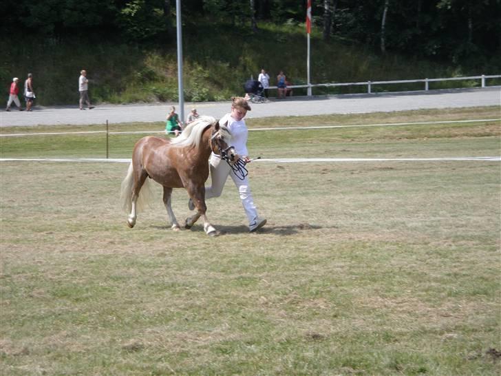 Welsh Mountain (sec A) Stendyssens Lopi R.I.P - Mønstring - Trav billede 4
