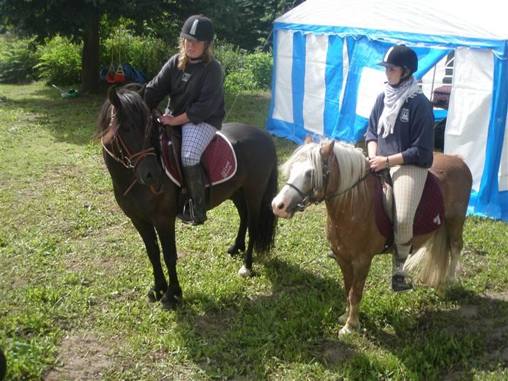 Welsh Mountain (sec A) Stendyssens Lopi R.I.P - Fanny og Bobby. Maria og Lopi. ;D billede 5