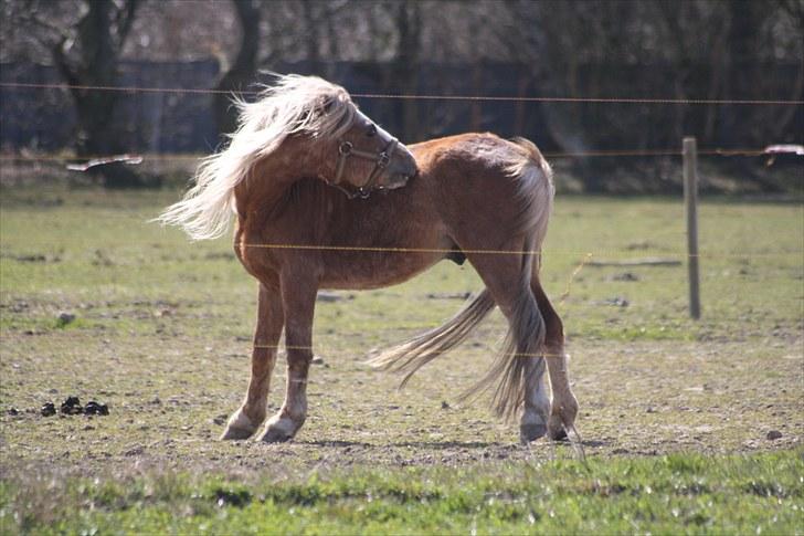 Welsh Mountain (sec A) Stendyssens Lopi R.I.P billede 6