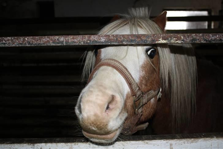 Welsh Mountain (sec A) Stendyssens Lopi R.I.P billede 7