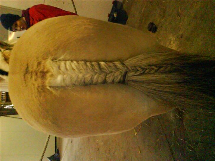 Fjordhest Flash - flash´s flotte hale xD billede 10