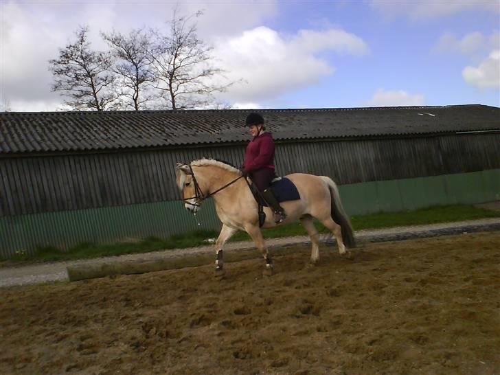 Fjordhest Flash billede 11